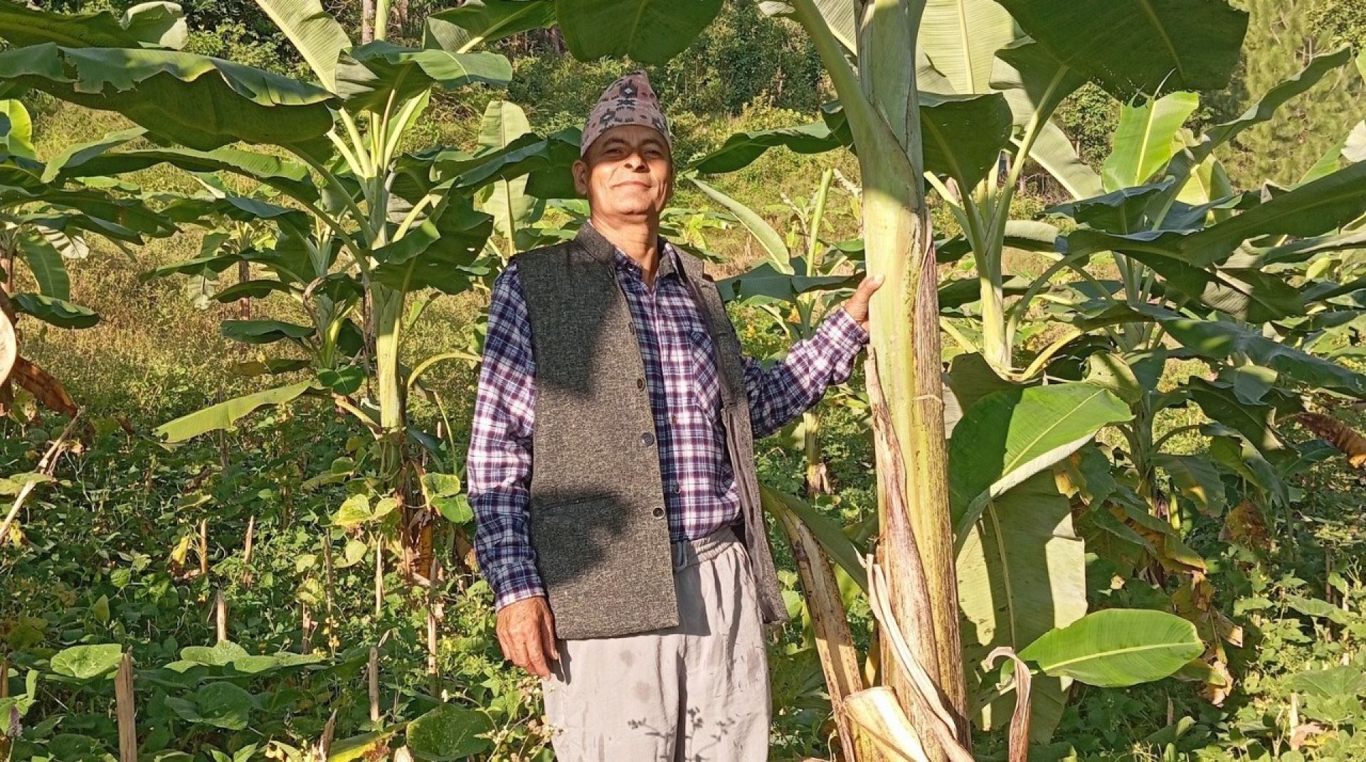 बाँझो जग्गामा फलफूल क्रान्ति: सरकारी सेवा छाडेर घिमिरे दम्पतीले १५ रोपनीमा फलाए केरा, आँप र लिची